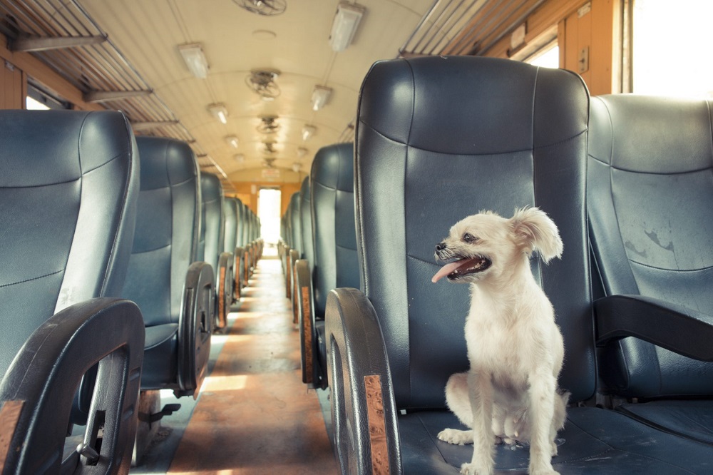 Travel with Companion Animals to Spanish Speaking Countries