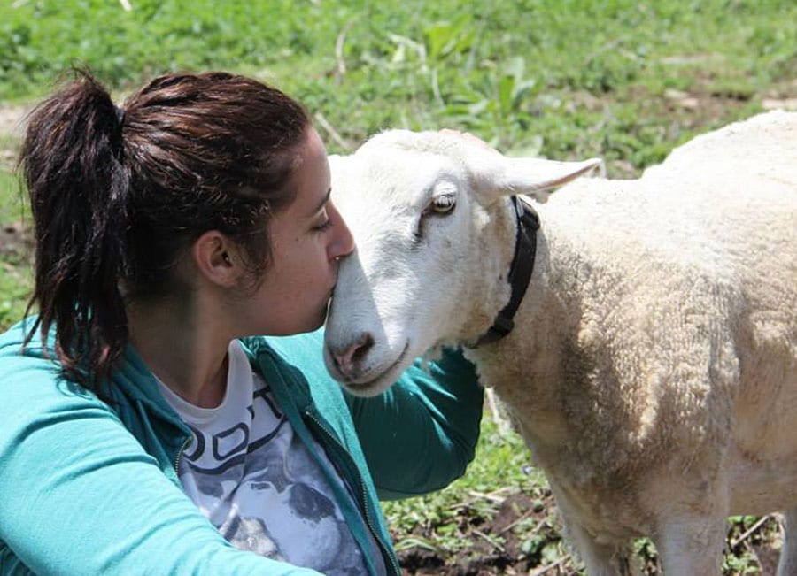 Girl with sheep on farm volunteering
