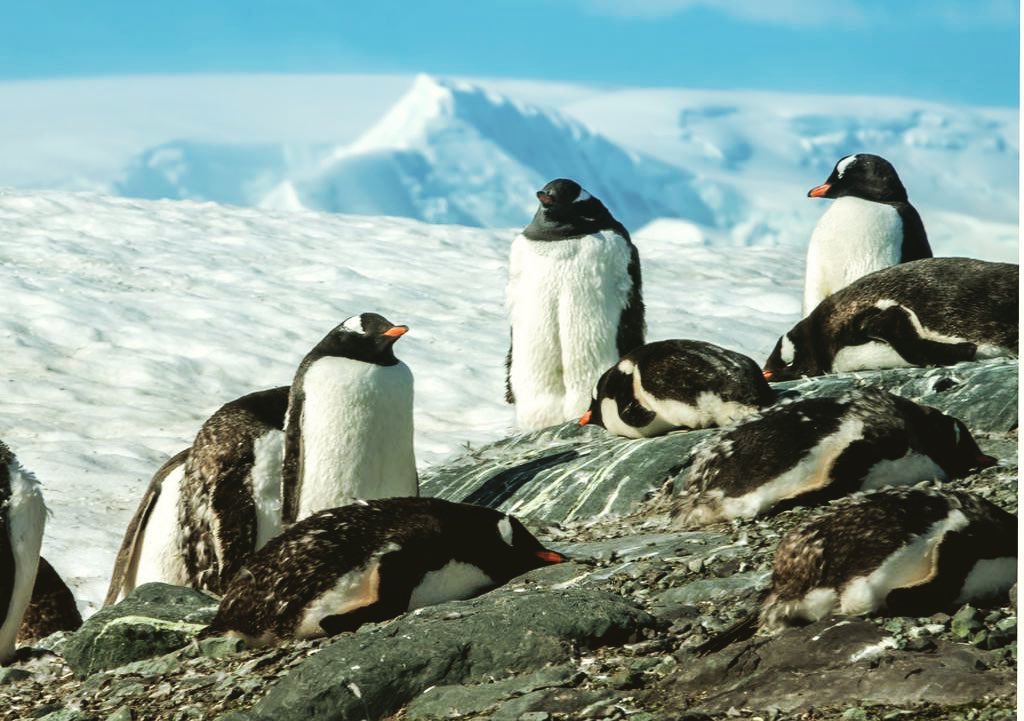 Antarctic Cruises travel argentina