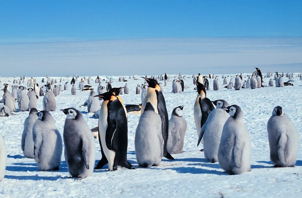 antarctica penguins 