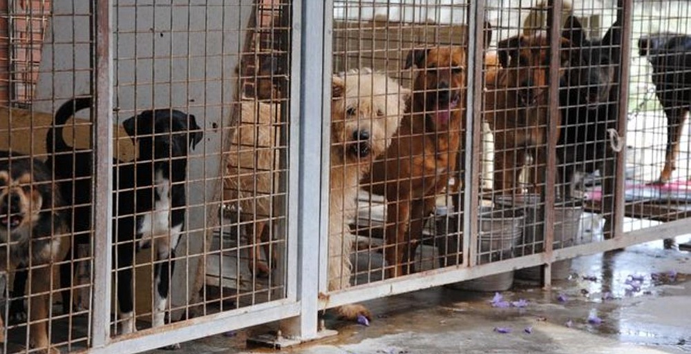An animal shelter full of dogs.