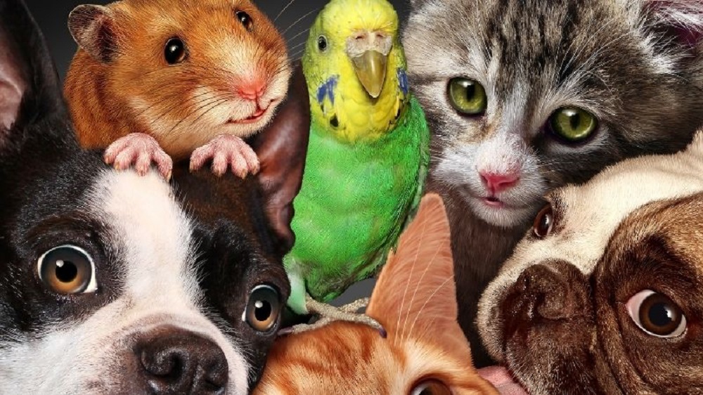 A collage of various animals, including dogs, cats, and birds, representing the diverse world of pet adoption and care.