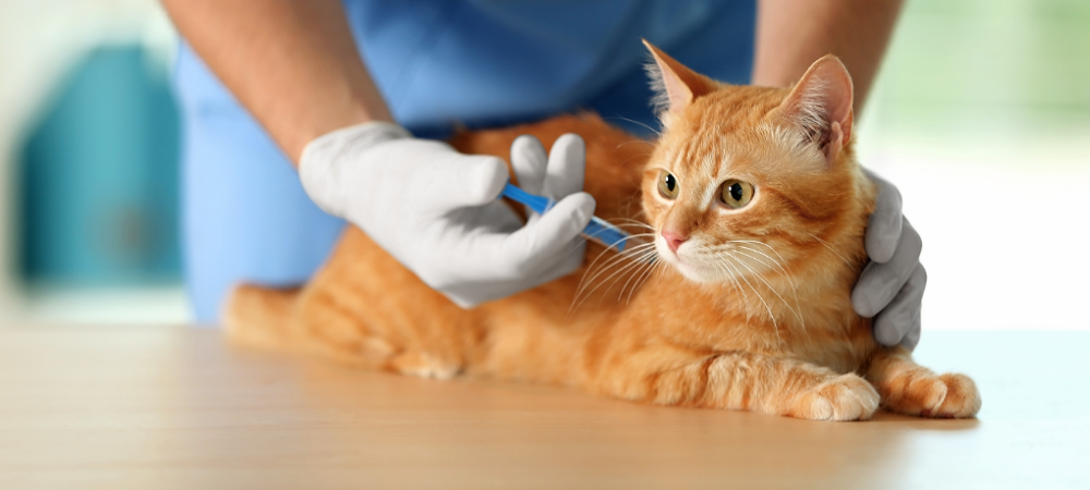 A cat being vaccinated.