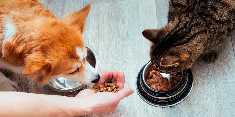 Before adopting a pet, you have to give them food and water for taking care, like this cat and dog.