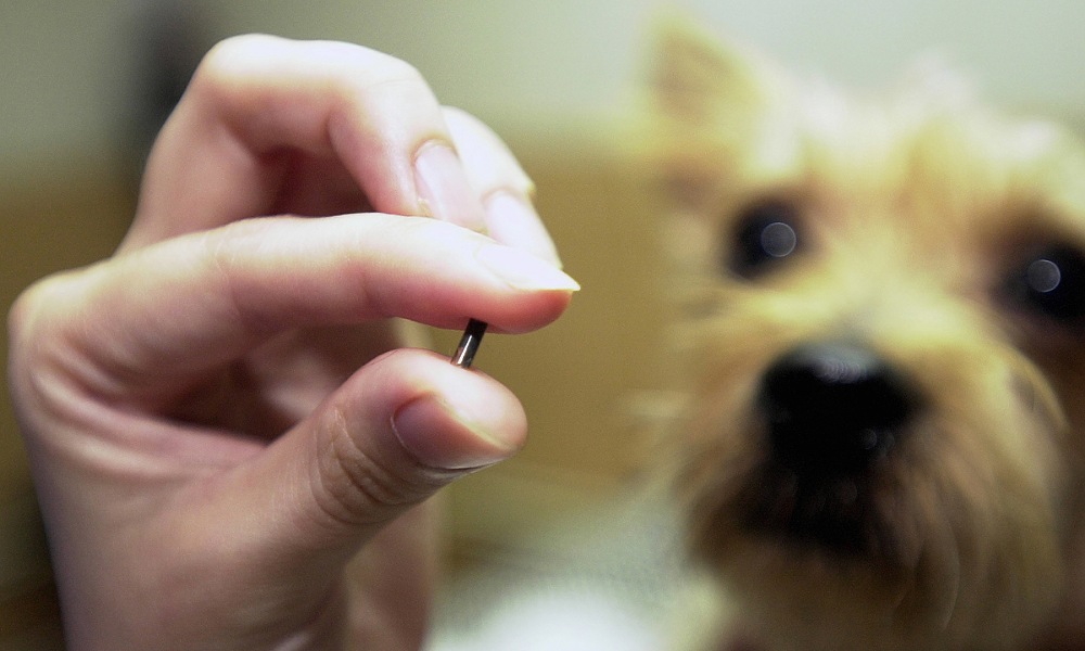 A person with a dog's microchip.