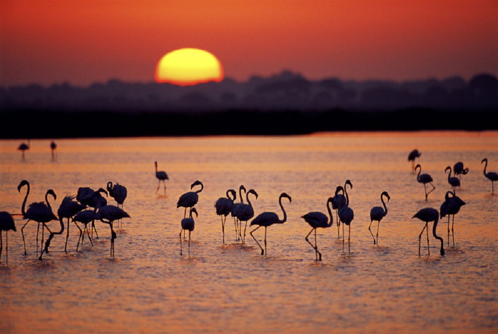 A bunch of flamingos at the sunrise in Donana, Andalusia, Spain