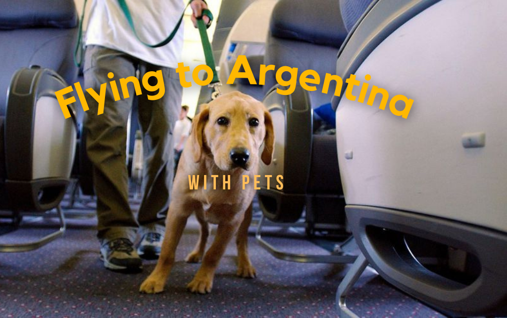 everything about flying to argentina with a cat or dog
