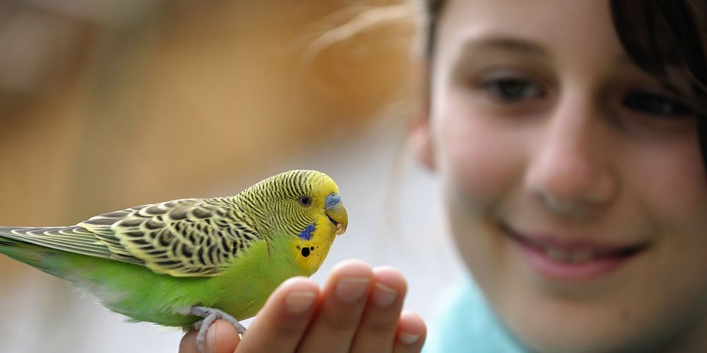 A girl communicating with her little bird pet.