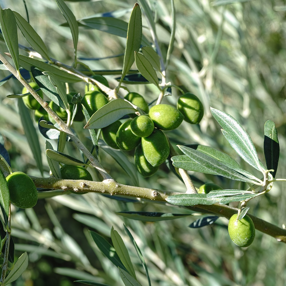 A beautiful shot of Hojiblanca olives hanging from a branch, their unique dual-toned skin of green and black contrasting with the silvery leaves.
