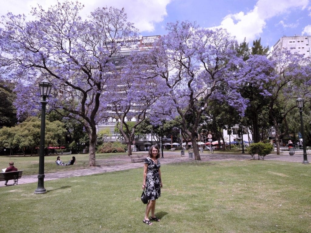 Blossoms of beautiful jacaranda trees in buenos aires