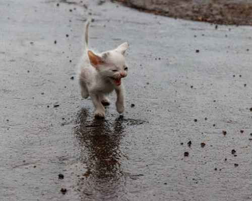 Little and sad stray cat, that was abandoned on the street during a rainy day.