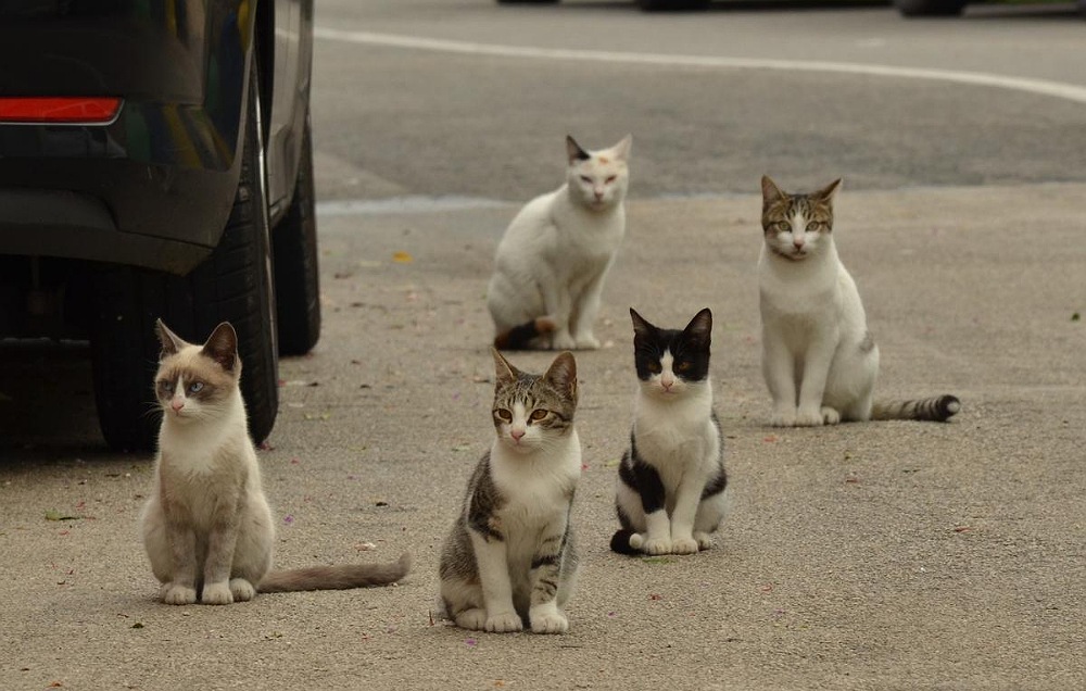 A lot of stray cats together, trying to survive because there is a stray animal crisis in Spain.