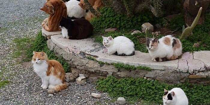 Overpopulation of stray cats in Malaga, Andalusia, Spain.