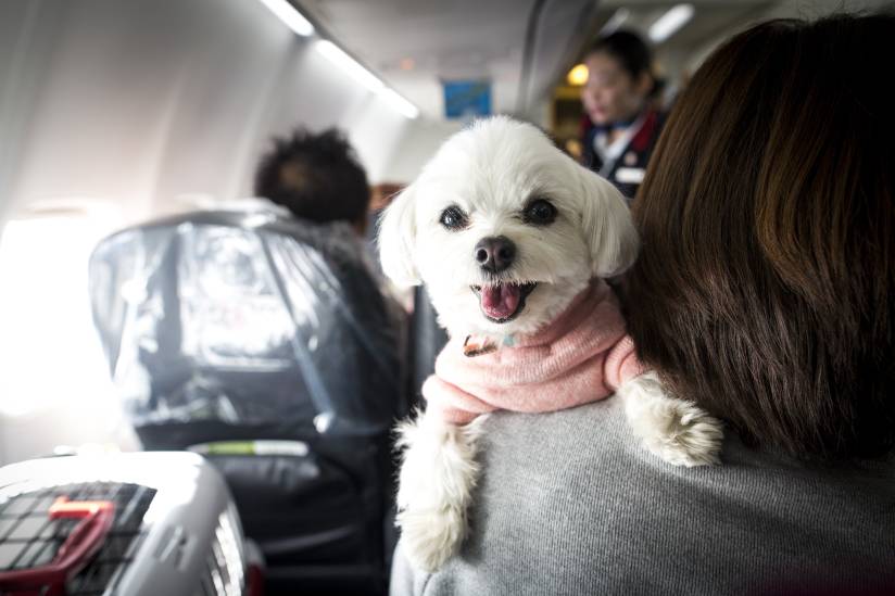 everything about traveling to argentina with pets
