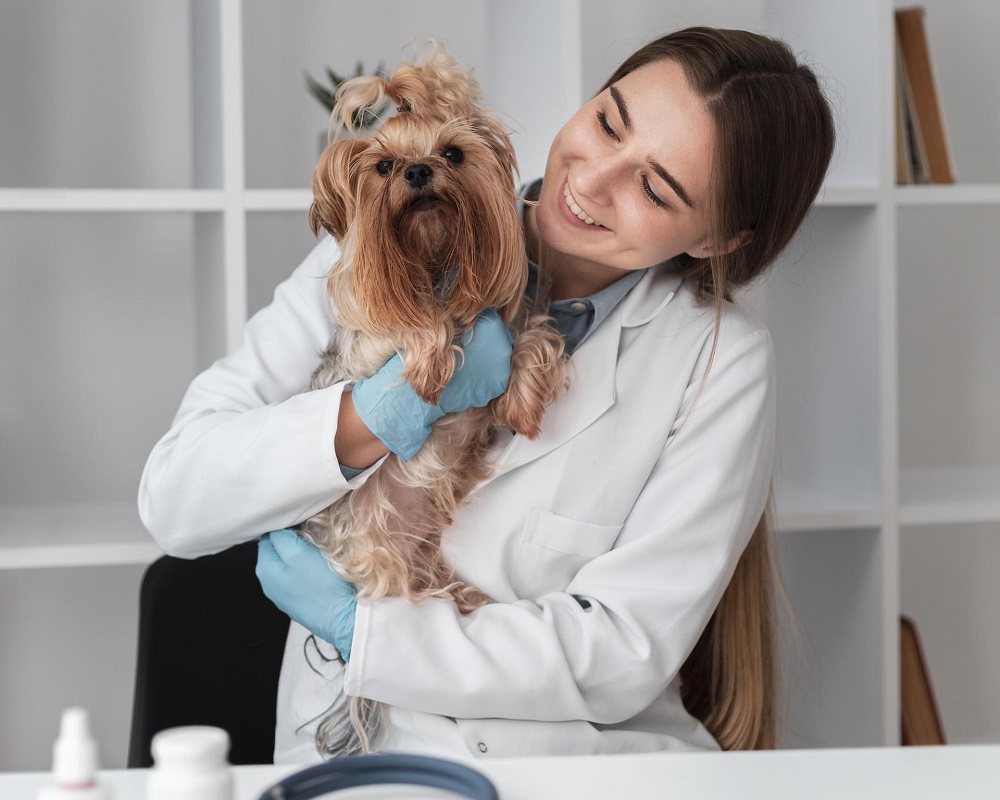 an image of a veterinarian healing a pet